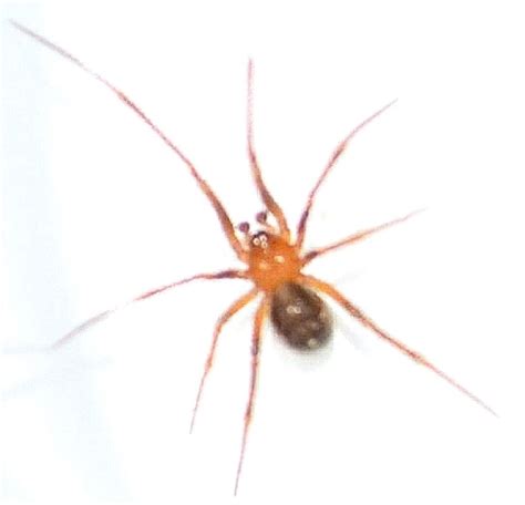 家裡有小蜘蛛代表什麼